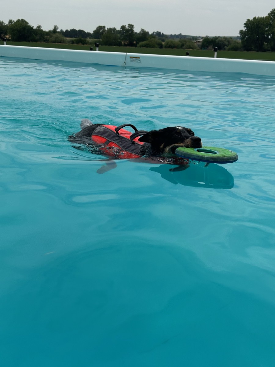 IMG_1148 yellow lab wearing lifejacket with ball in mouth - swimming