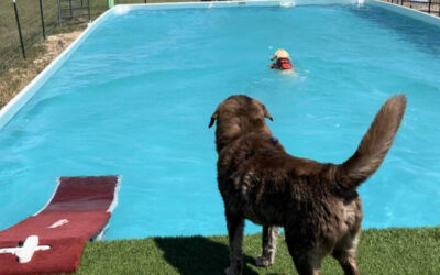 5 Benefits of Canine Swimming