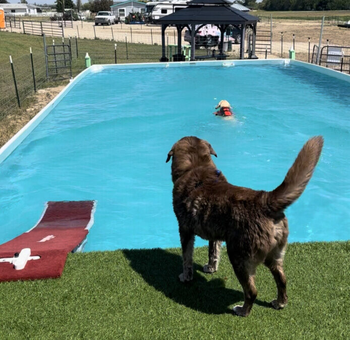 5 Benefits of Canine Swimming
