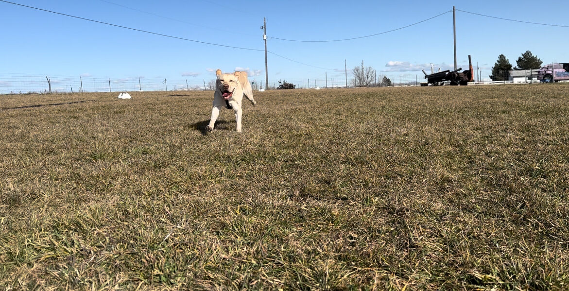yellow dog running at you