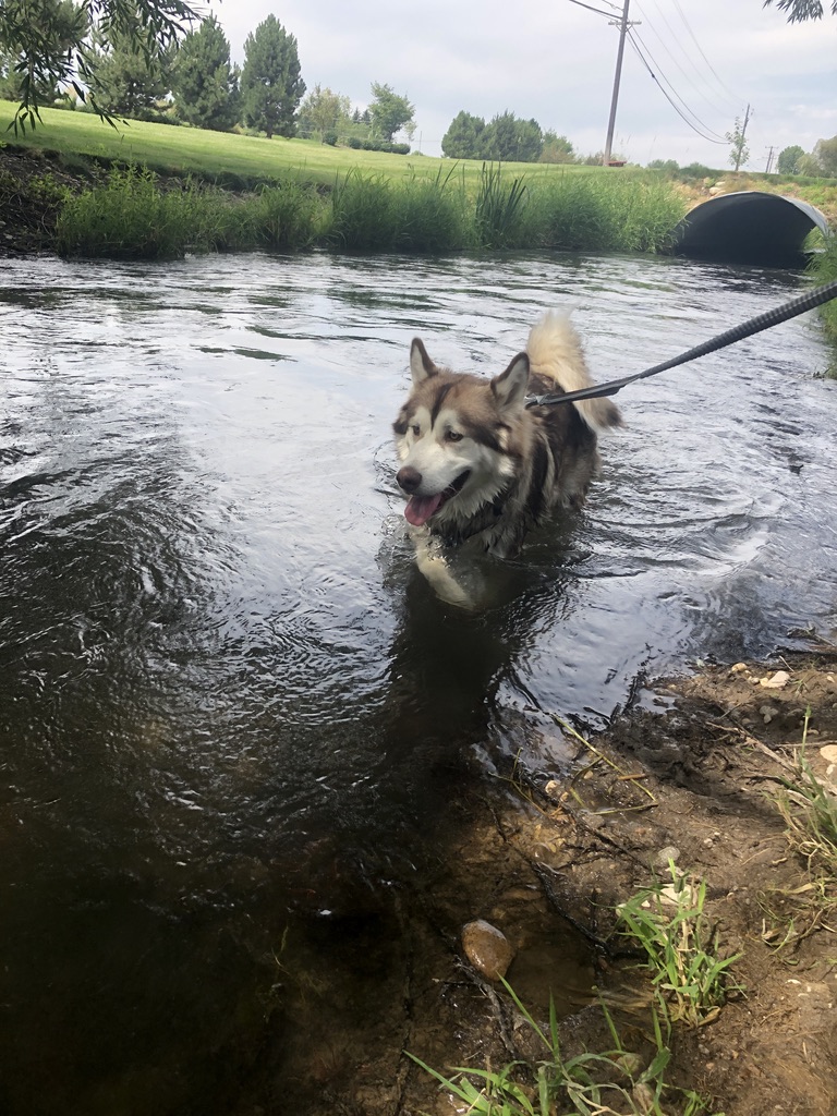 Keeping Your Pup Safe: Navigating Springtime Waters in Idaho