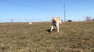 yellow lab running
