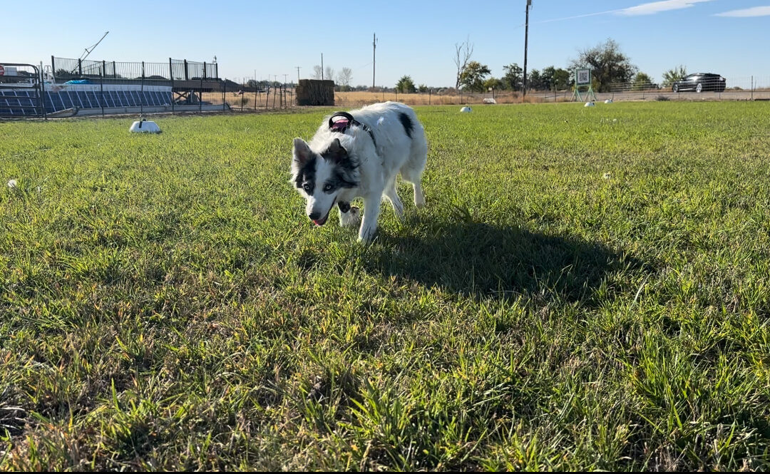 What Is a Reactive Dog?