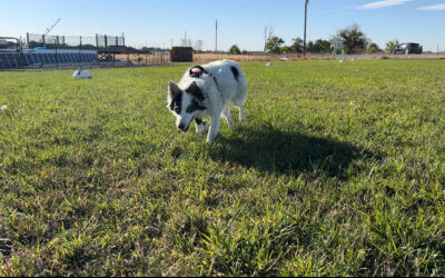What Is a Reactive Dog?