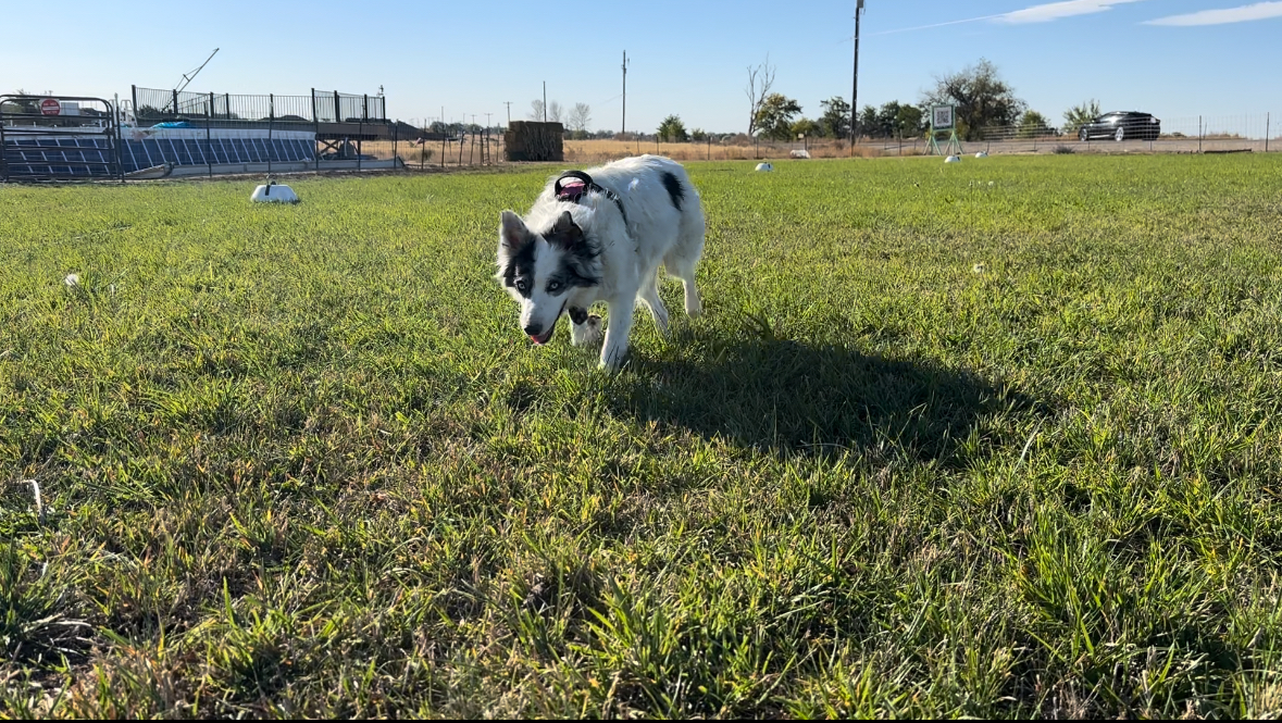 White and Black dog in grass
