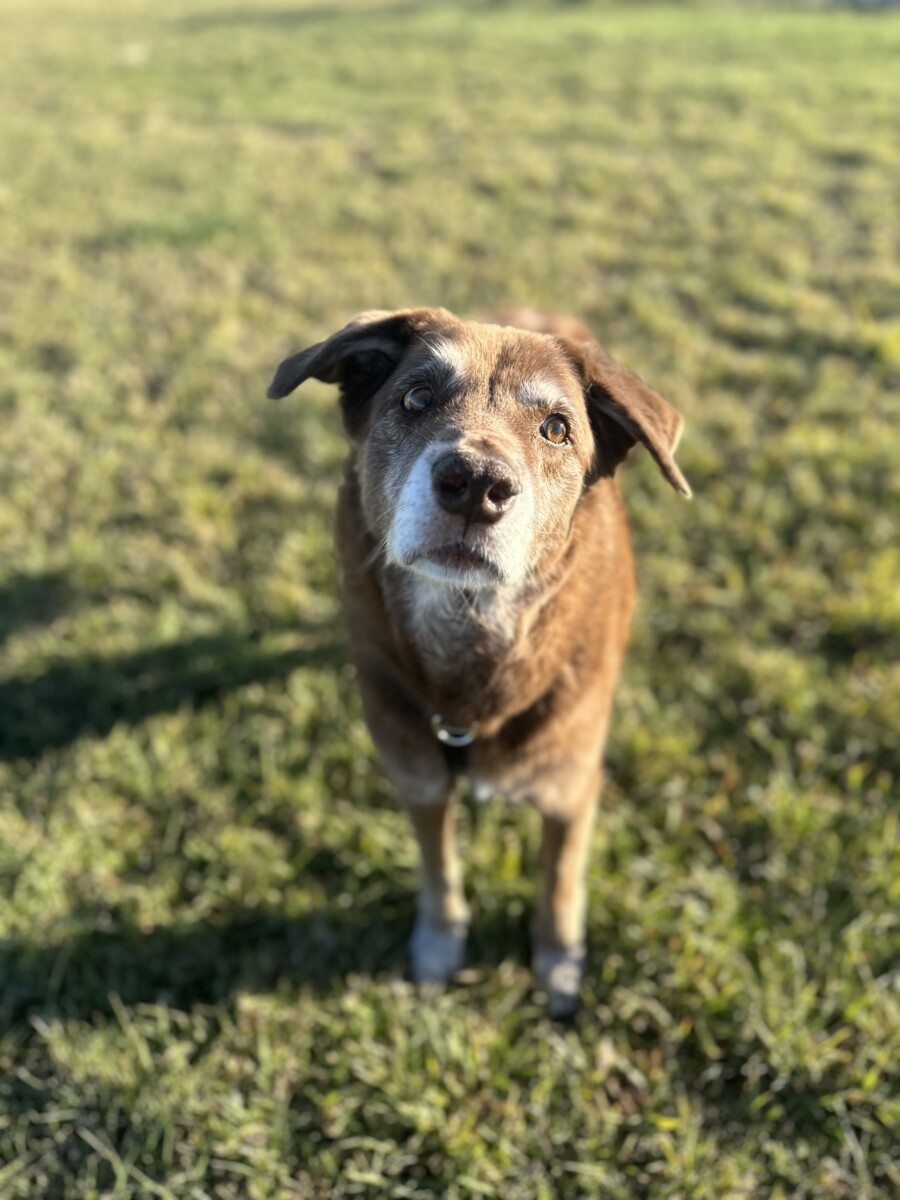 brown dog with grey face looking at you