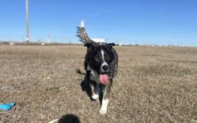 Unleash the Joy: Let Your Pup Be a Pup!