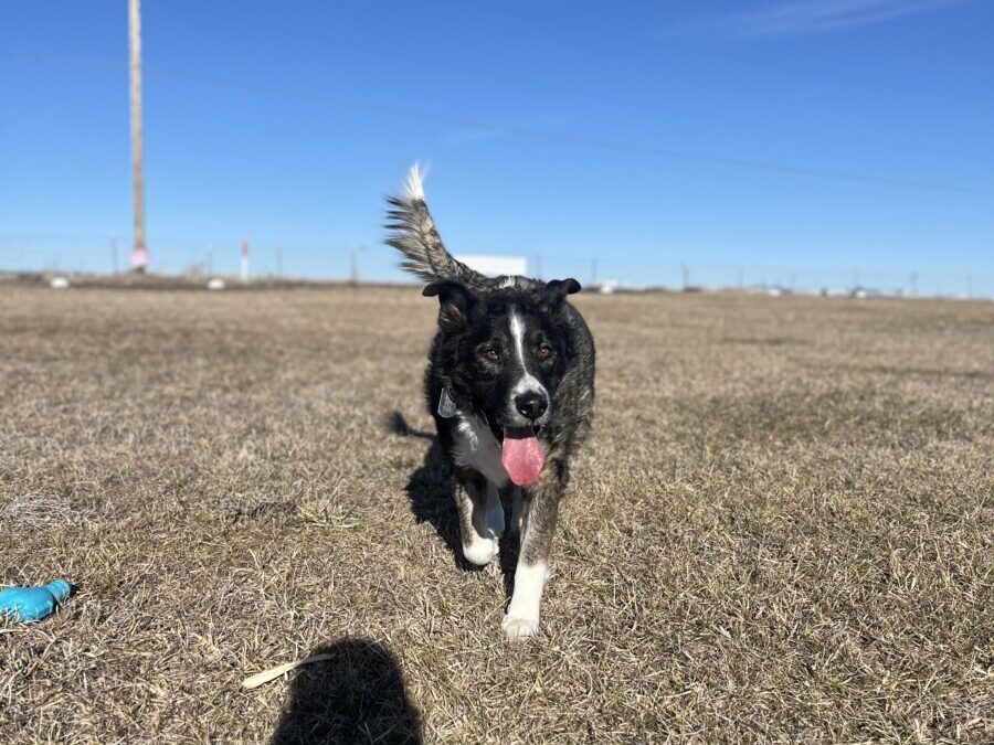 Unleash the Joy: Let Your Pup Be a Pup!