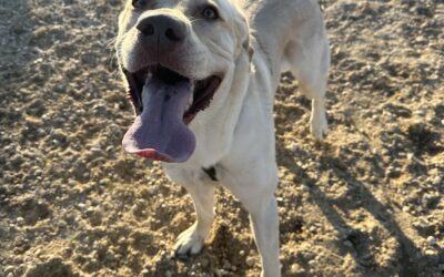 Have You Booked Your Dog’s Play Session Yet?