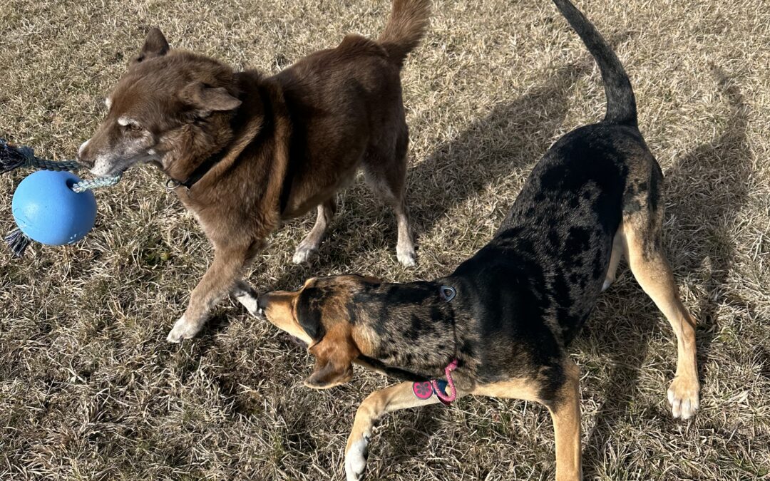 a brown lab mix dog and a black and tan hound playing with a toy in grass field