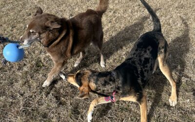 Play Space for Your Dog
