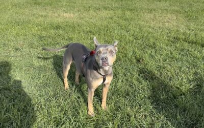 Why Play Is Essential for Your Dog’s Well-being (Especially for Reactive Dogs)