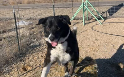 What Does a Happy Dog Look Like?