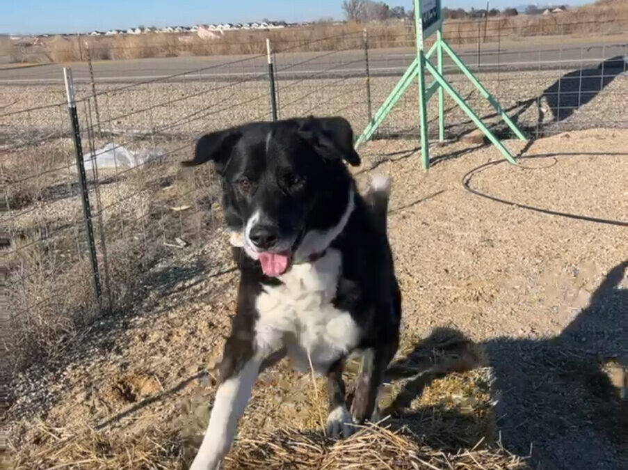 What Does a Happy Dog Look Like?