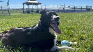 Black and white dog with toy in grass