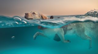 Yellow dog swimming